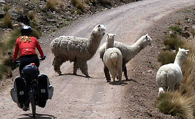 Alpacas laufen ängstlich weg