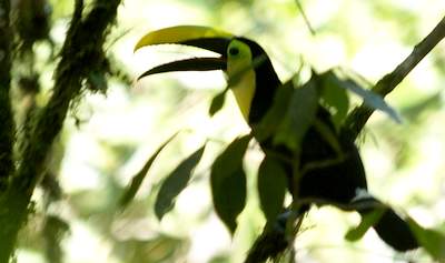 Tucan im Nebelwald bei Mindo, Ecuador